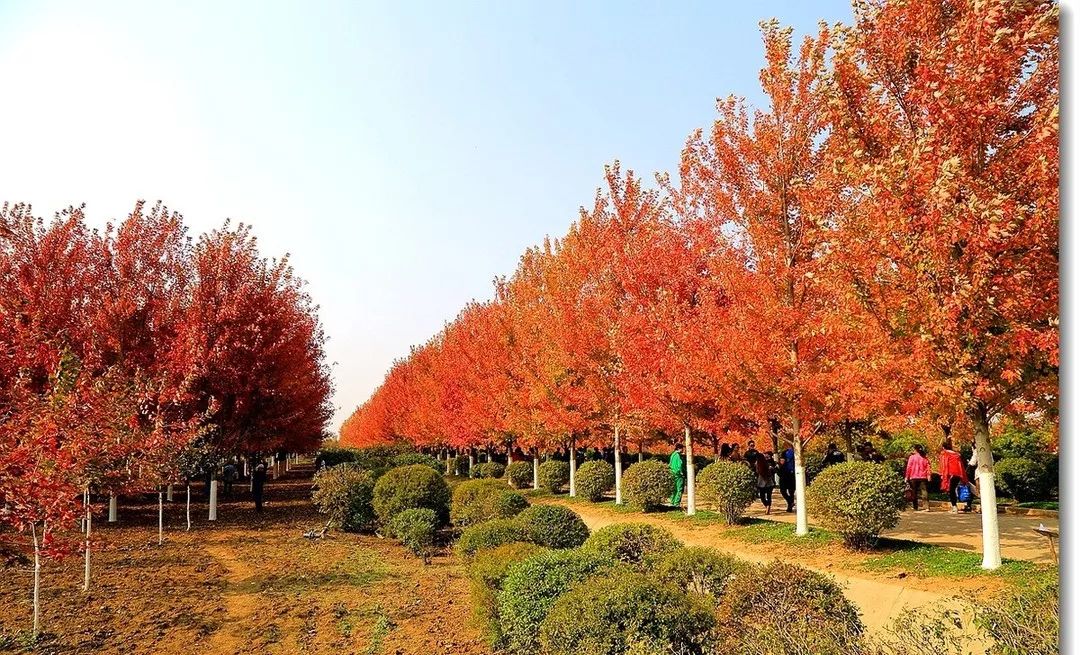 它，秋之嬌子——美國紅點(diǎn)紅楓
