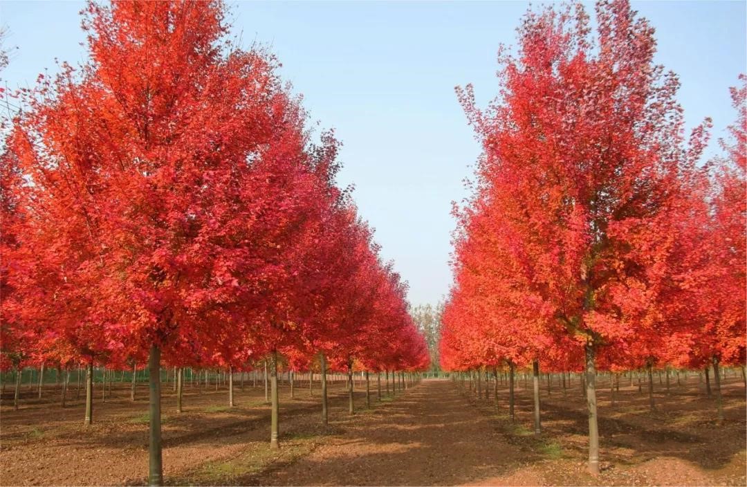 它，秋之嬌子——美國紅點(diǎn)紅楓