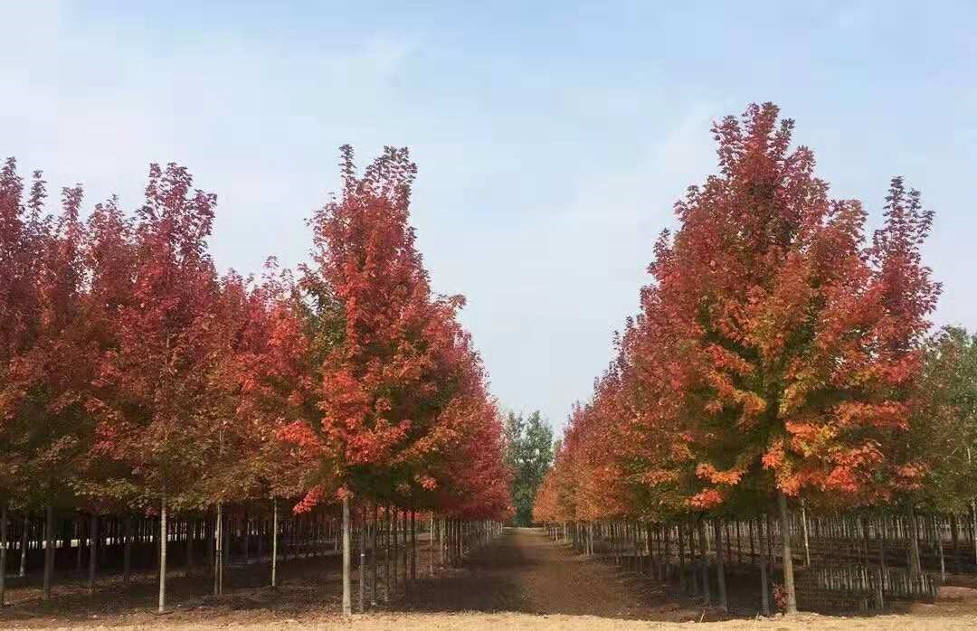 它，秋之嬌子——美國紅點(diǎn)紅楓