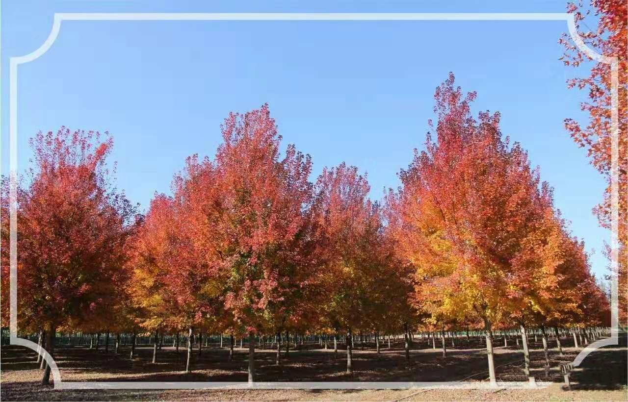 它，秋之嬌子——美國紅點(diǎn)紅楓